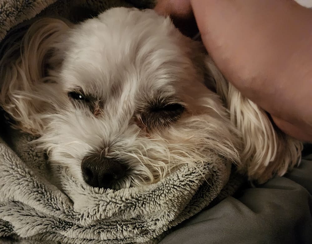 a sleepy little old lady